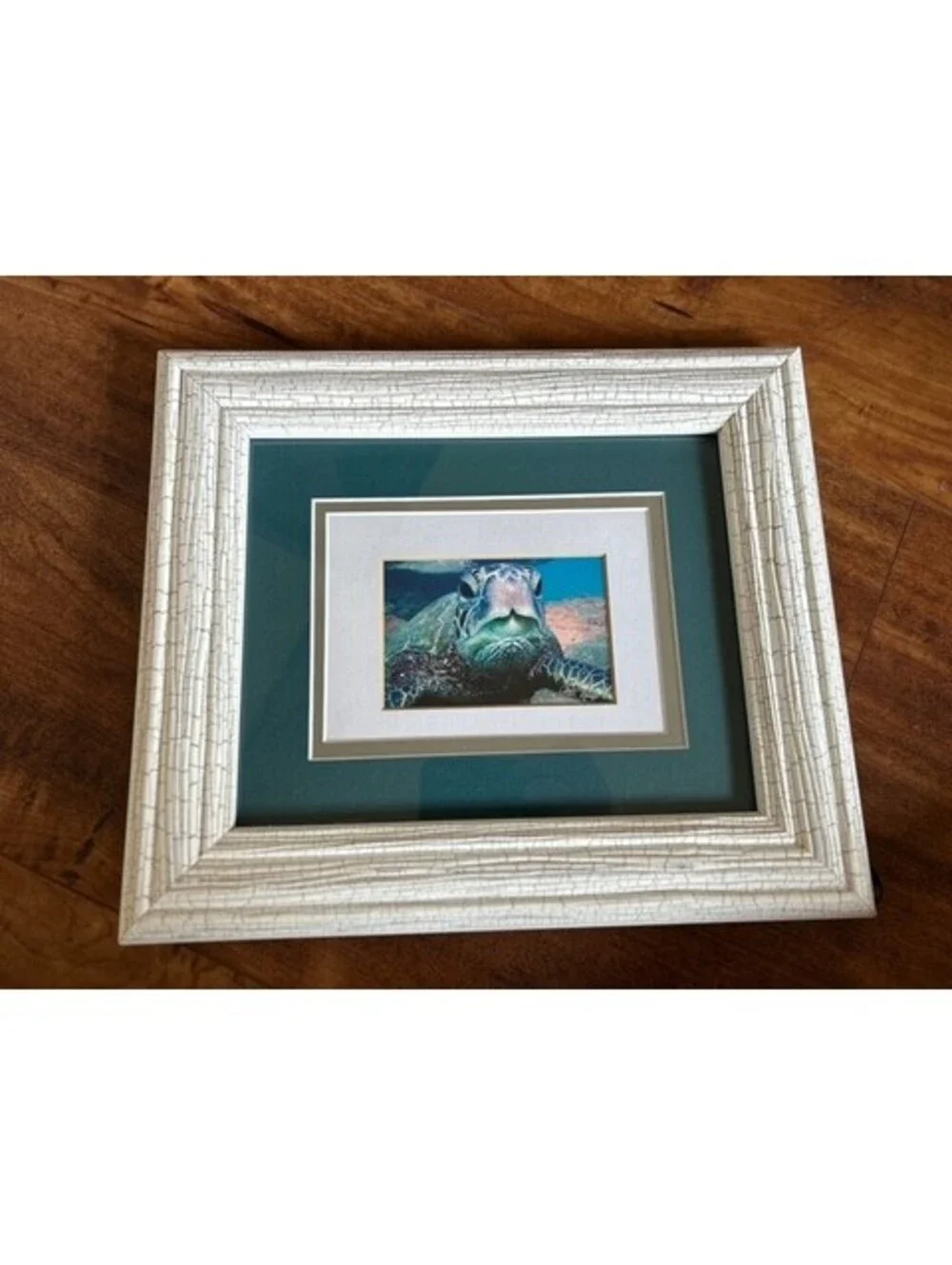 Framed Sea Turtle Photograph with Textured White Frame and Green Matting